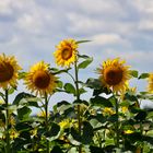 ...champ de tournesol !!!...