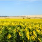 ° Champ de tournesol °