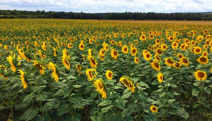 Champ de Tournesols