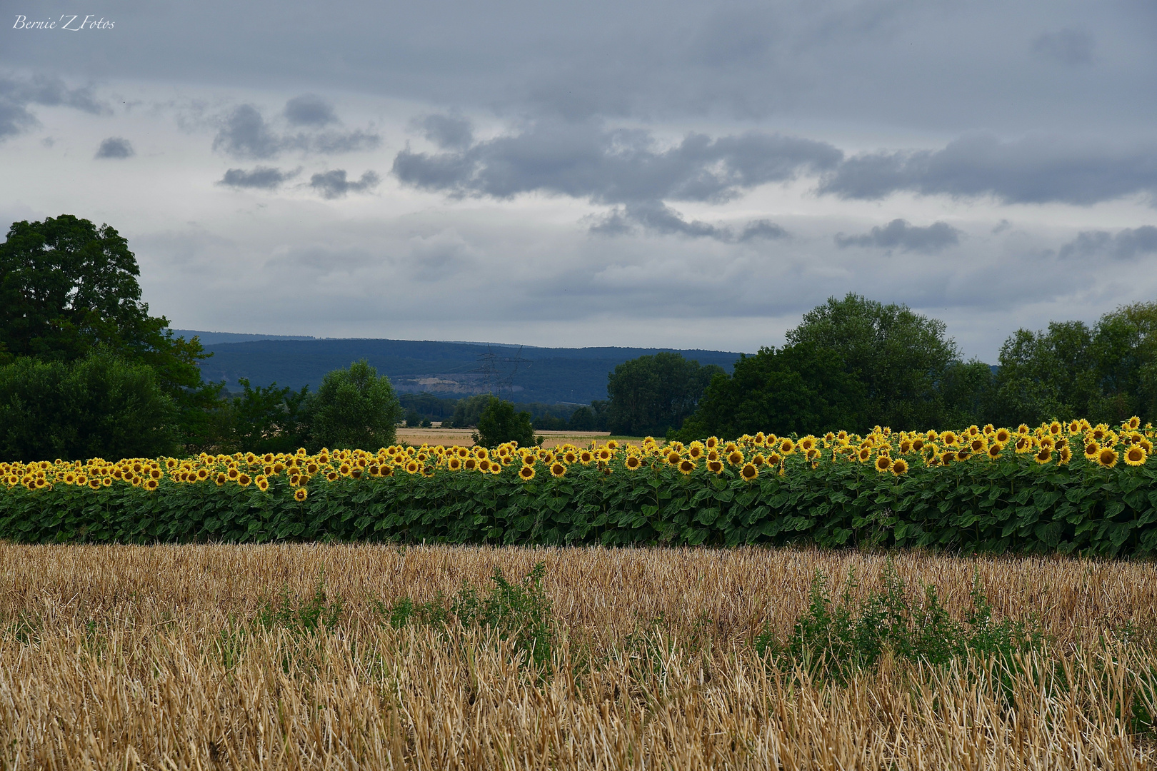 Champ de tournesols