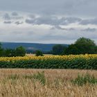 Champ de tournesols