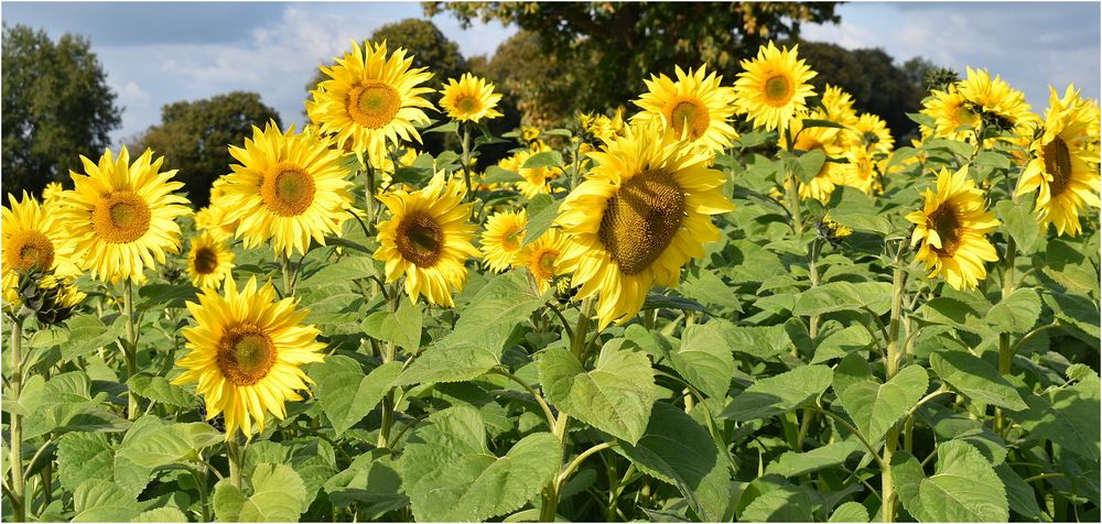 champ de tournesols