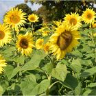 champ de tournesols