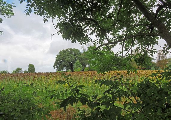 Champ de tournesols avant la récolte