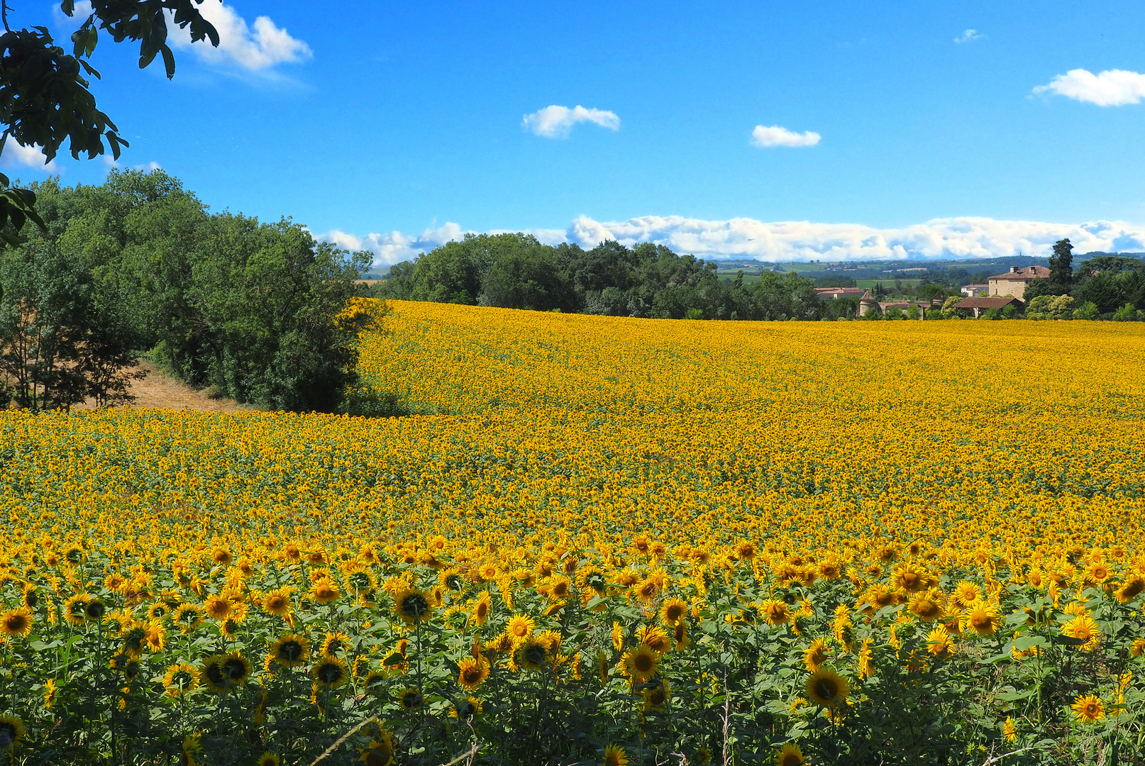 Champ de tournesols devant le Château de Peyriac