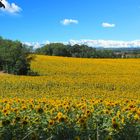 Champ de tournesols devant le Château de Peyriac