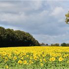 champ de tournesols