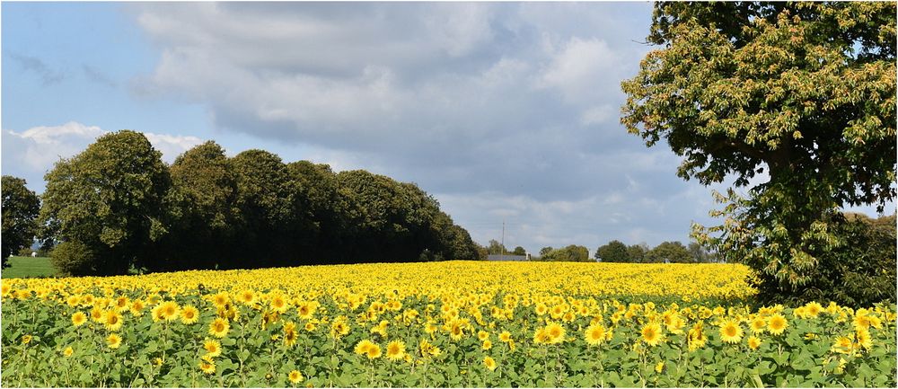 champ de tournesols