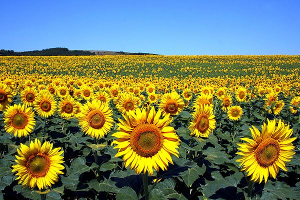 Champ de Tournesols II