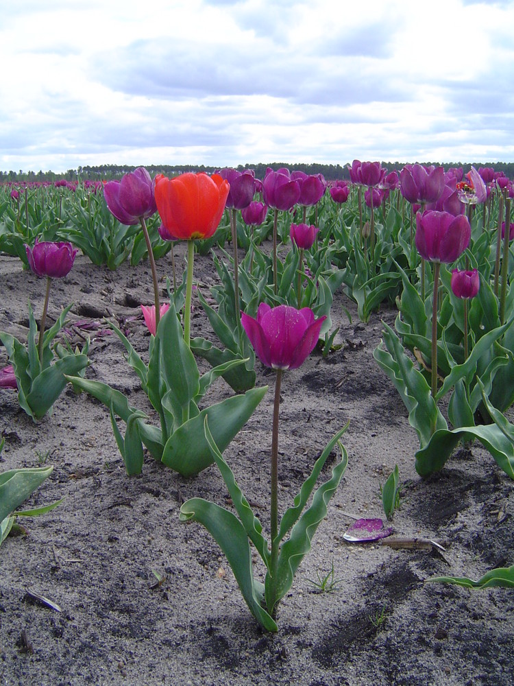 Champ de Tulipes