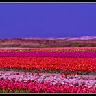 Champ de tulipes