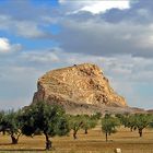 Champ d’oliviers près de Kairouan