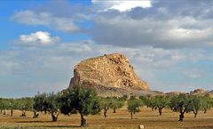 Champ d’oliviers près de Kairouan