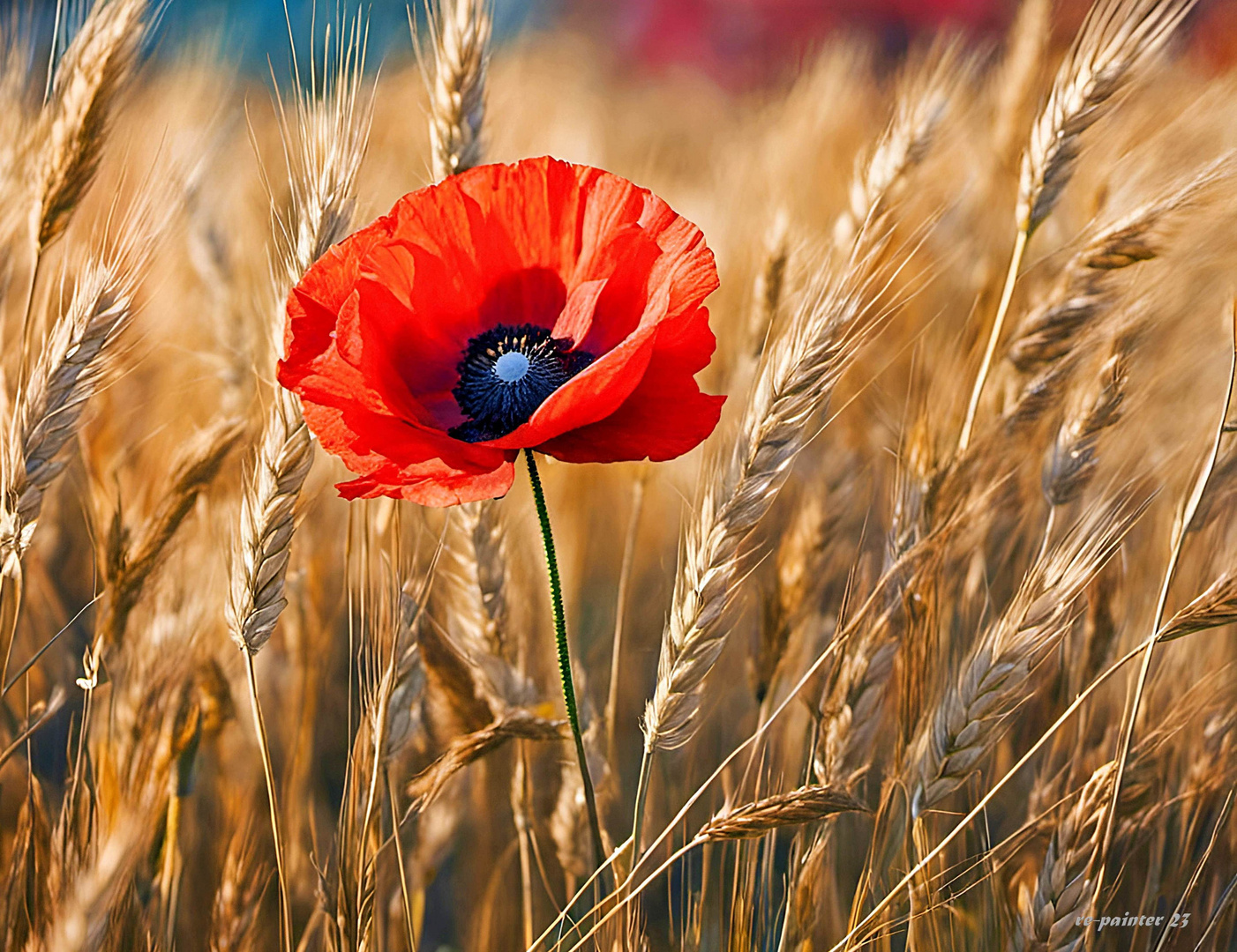 champ et coquelicot