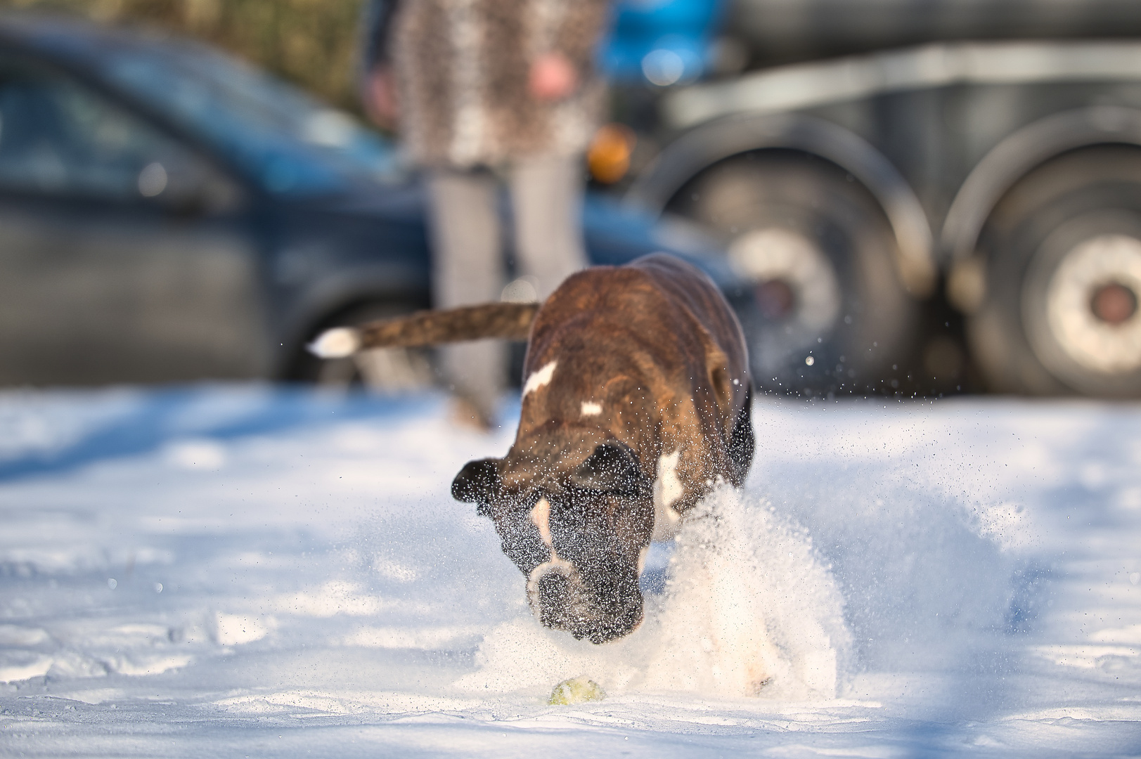 Champ im Schnee