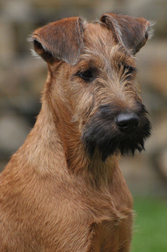 Champ - Irish Terrier -