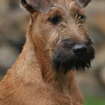 Champ - Irish Terrier -