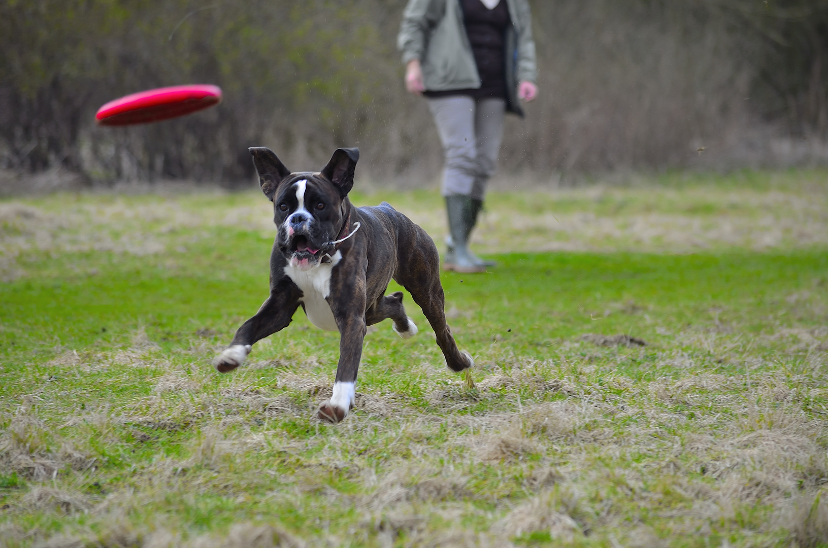 Champ Teil 1   Der Boxer beim Frisbee.................