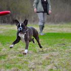 Champ Teil 1   Der Boxer beim Frisbee.................