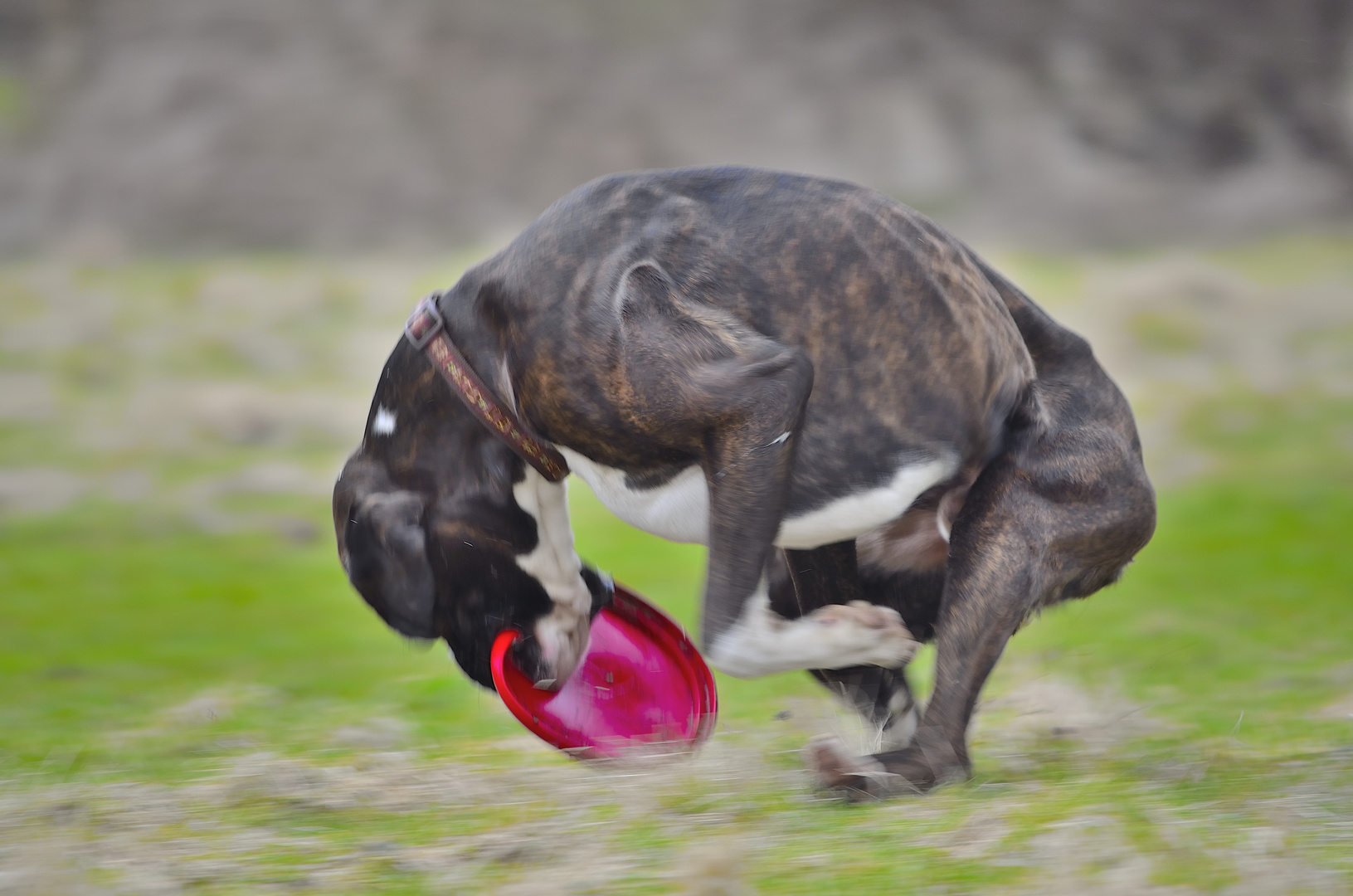 Champ Teil 3     Der Boxer war schneller......................