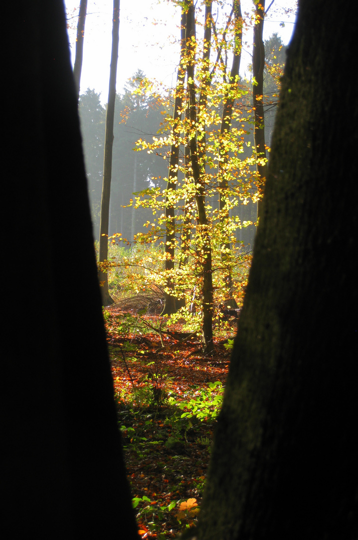 champagne forestier