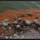 Champagne Pool, Detail