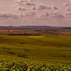 champagne _ VIGNES