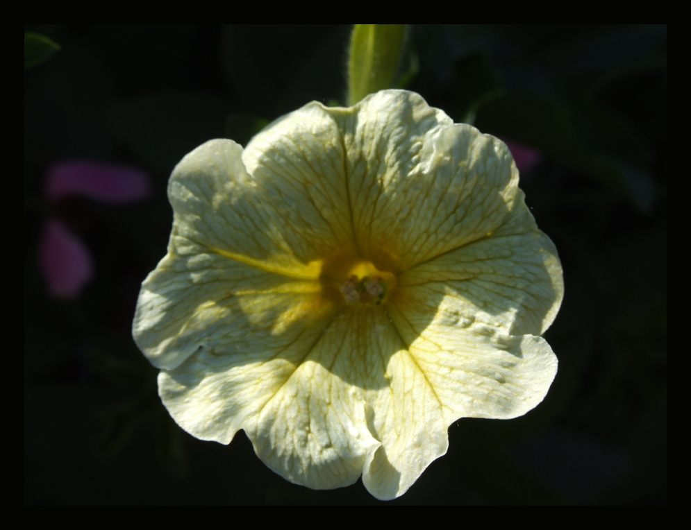 Champagnerfarbene Blüte