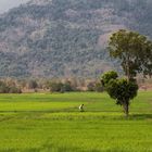 Champasak Province, Laos