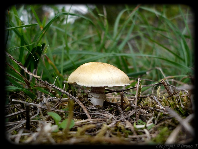 Champignon