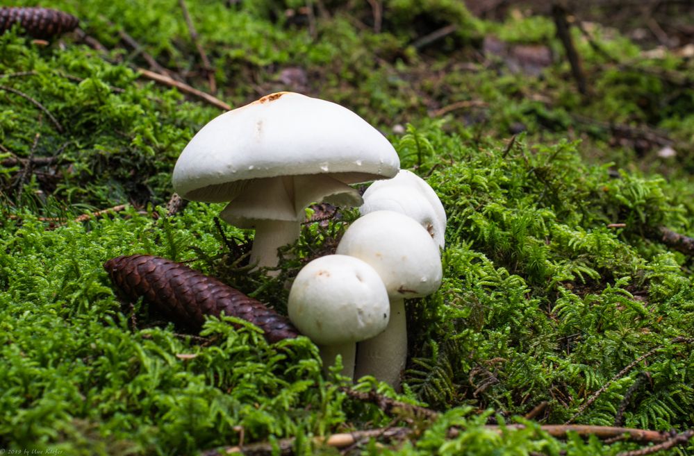 Champignon Foto & Bild pflanzen, pilze & flechten, pilze