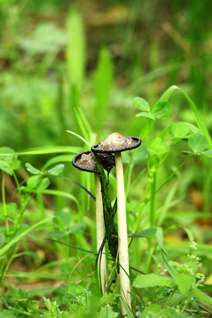 Champignon