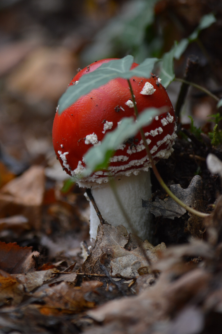 Champignon 