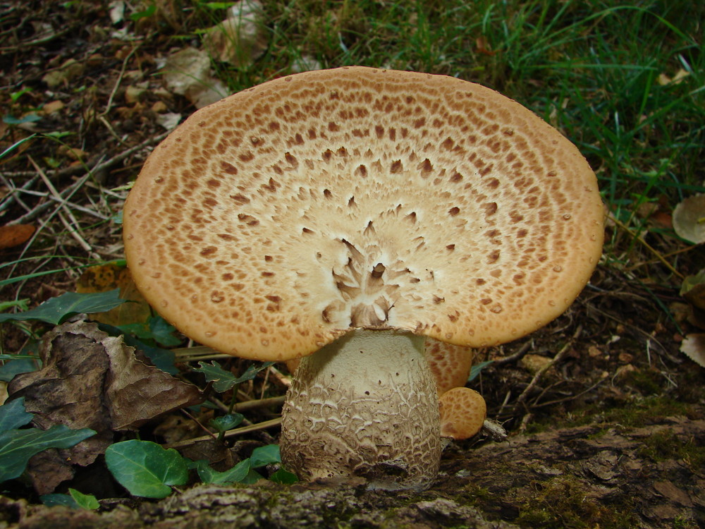 champignon