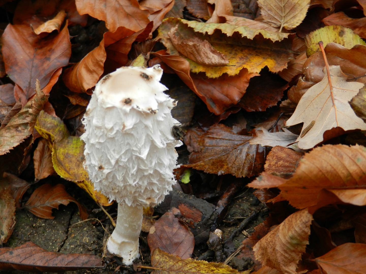 champignon a picots ;-) 