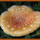 Champignon à pois blanc