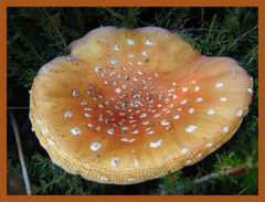 Champignon à pois blanc