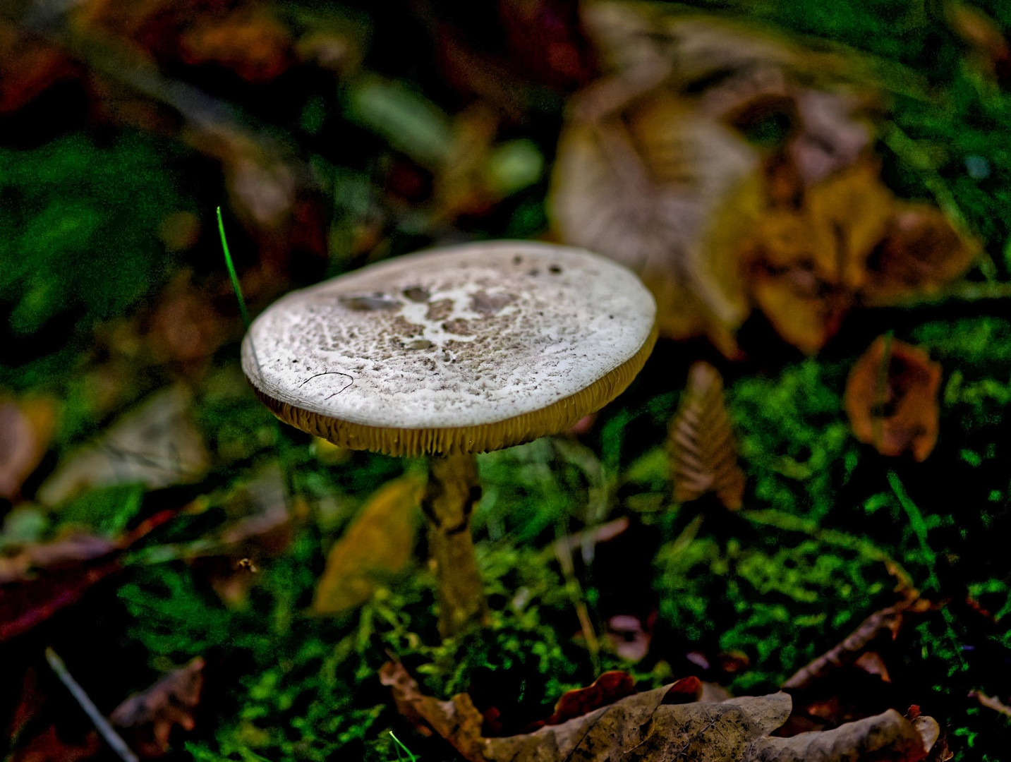 Champignon