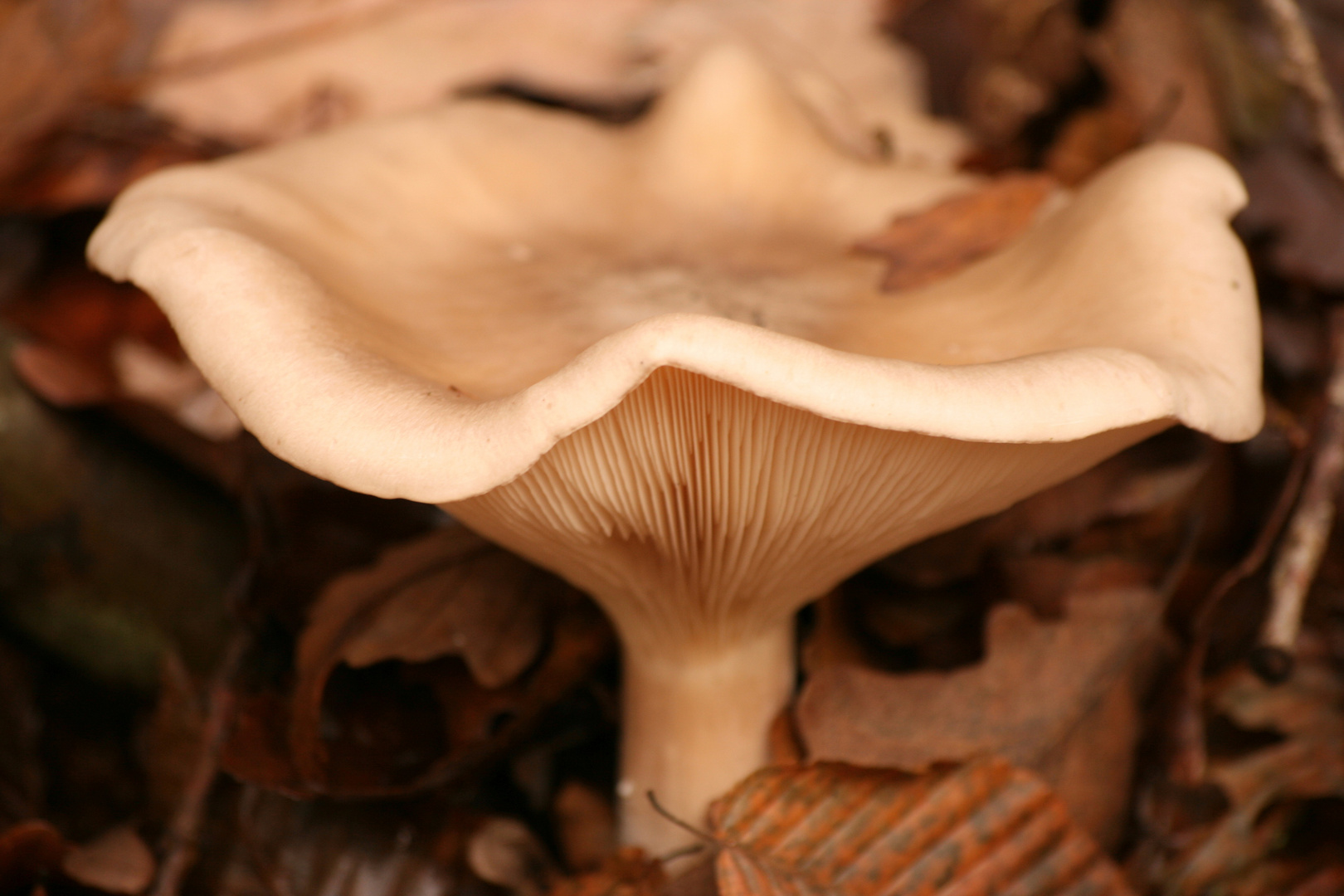 champignon