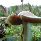 Champignon aprés la rosé du matin