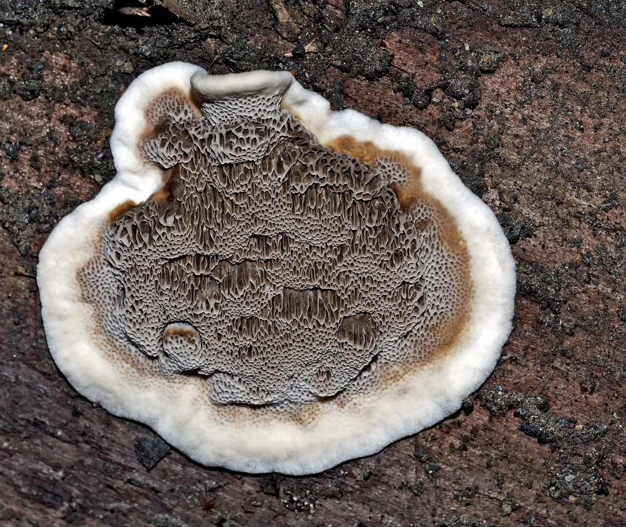 Champignon bordé d'un beau col blanc! - Knotiger Schillerporling (Inonotus nodulosus). *