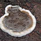 Champignon bordé d'un beau col blanc! - Knotiger Schillerporling (Inonotus nodulosus). *