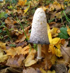 champignon "chapeau pointu"