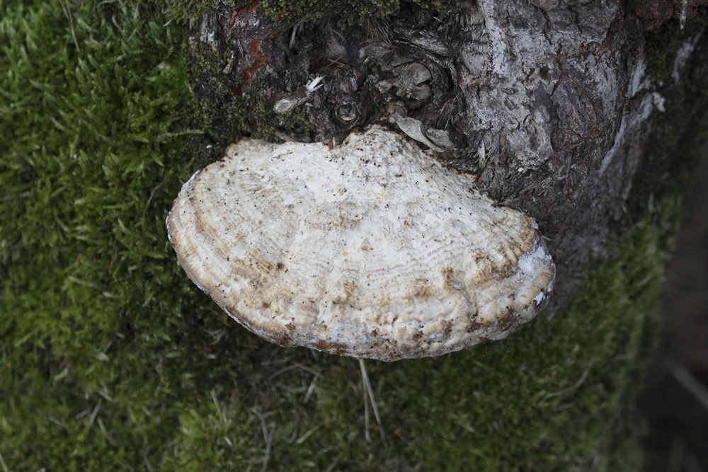 champignon coquille st jacques !!