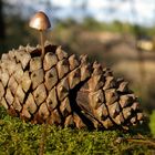 champignon dans sa pomme de pin