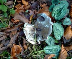 Champignon d'automne.