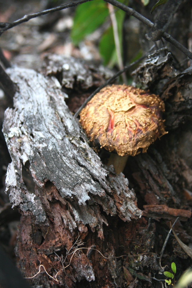 Champignon de rivière