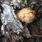 Champignon de rivière