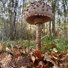 Champignon de saison