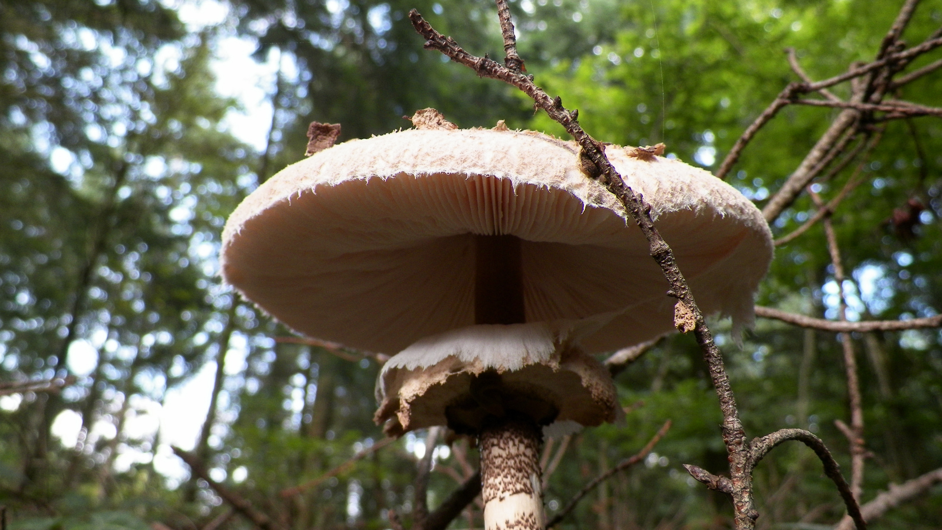 Champignon de septembre